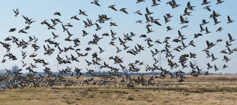 repelente de pássaros